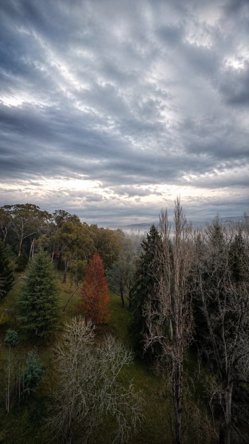 Forest canopy from a Marysville lookout