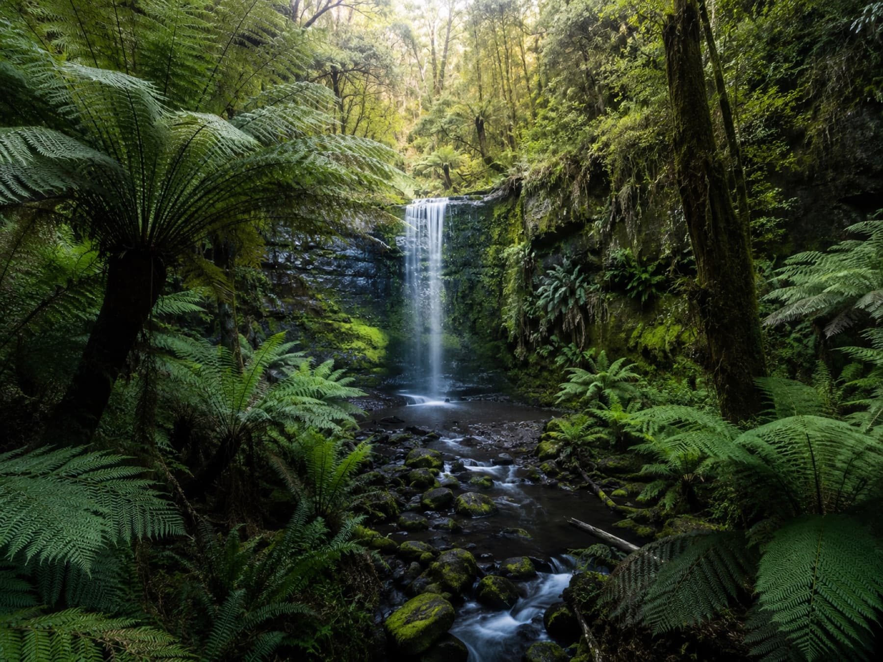 A misty rainforest waterfall with tree ferns