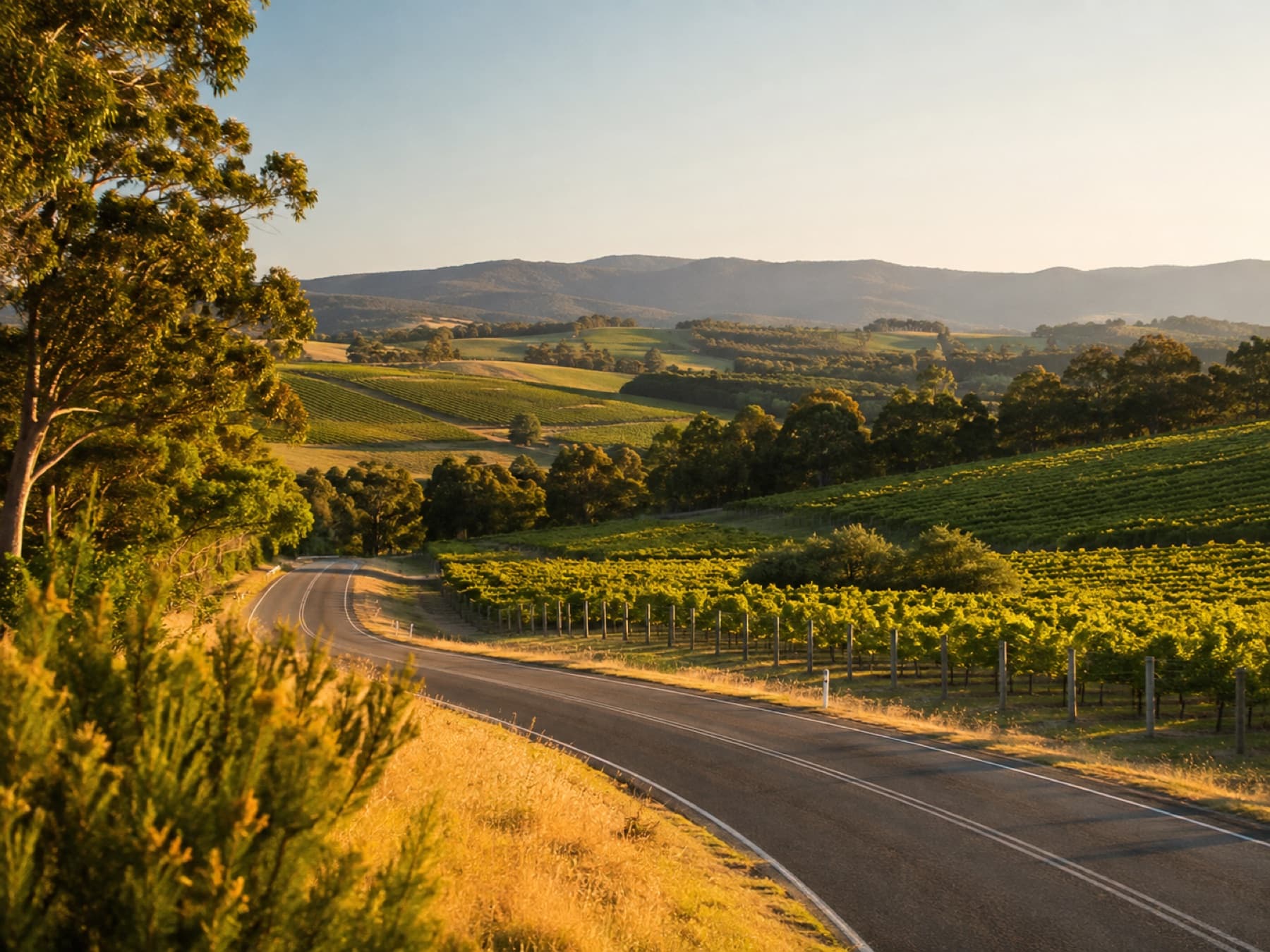 A country road curving past vineyards at golden hour
